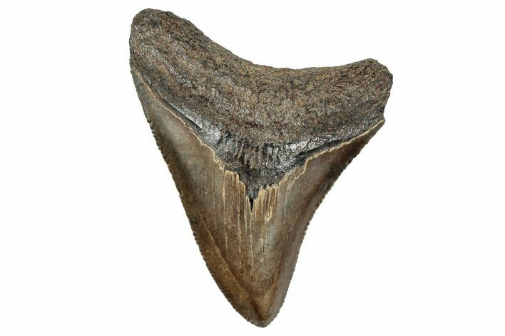 Serrated, Juvenile Megalodon Tooth - South Carolina #324305